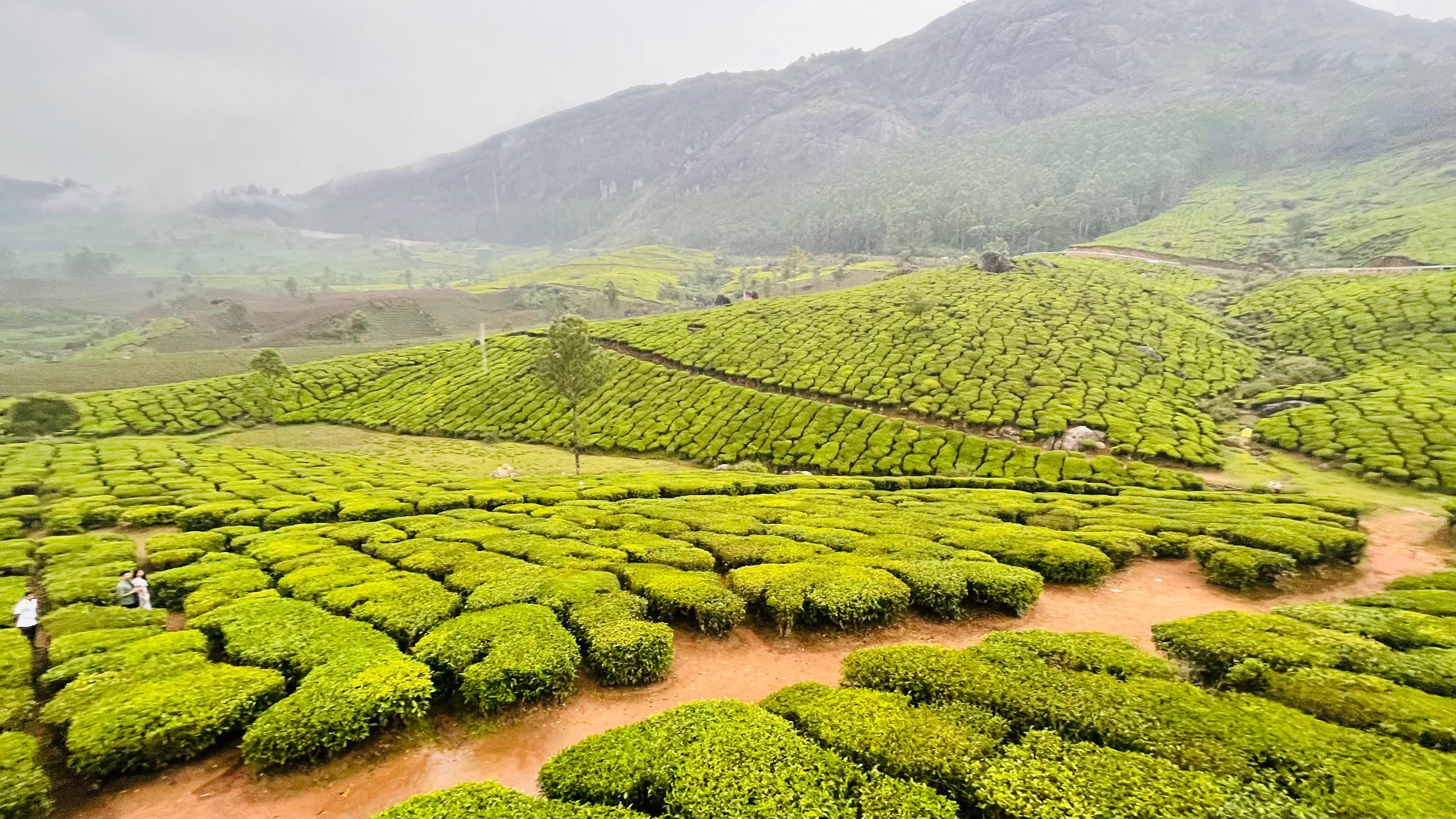 Munnar, Kerala, 2022